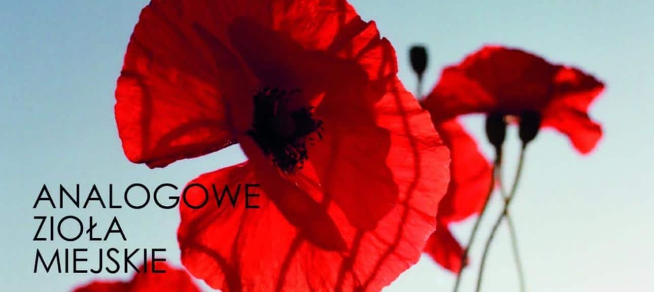 Photography exhibition by Katarzyna Piórkowska: Analogue Urban Herbs